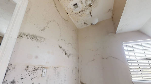 Best Water Damage & Mold Remediation  in Richmond West, FL